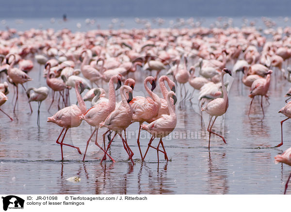 colonyof lesser flamingos / JR-01098